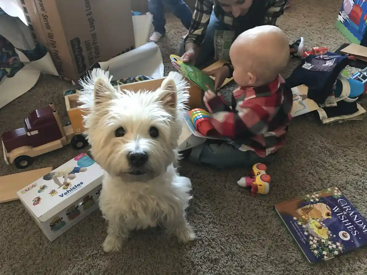 A white West Highland Terrier dog sits in the foreground on a carpeted floor, looking directly at the camera with an…