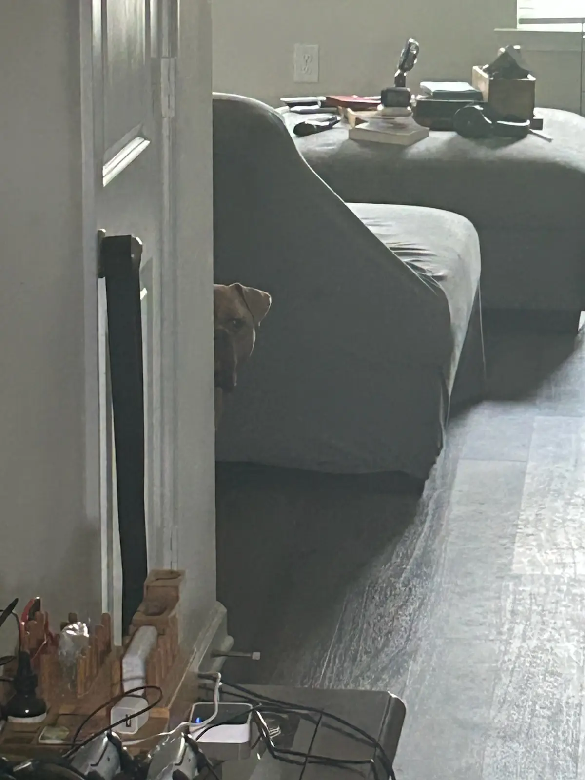A brown dog peeks cautiously from behind the corner of a dark gray couch in a cluttered room, with a partially open white…