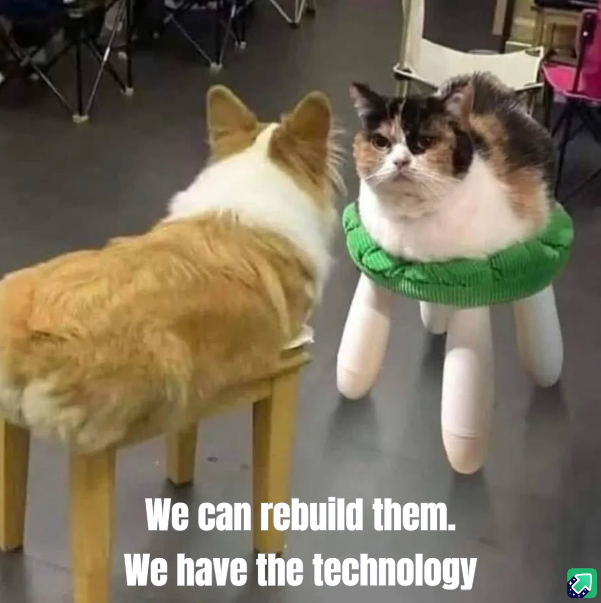 Two cats are seated on small stools, one orange cat facing away and the other calico cat facing forward with a stern…