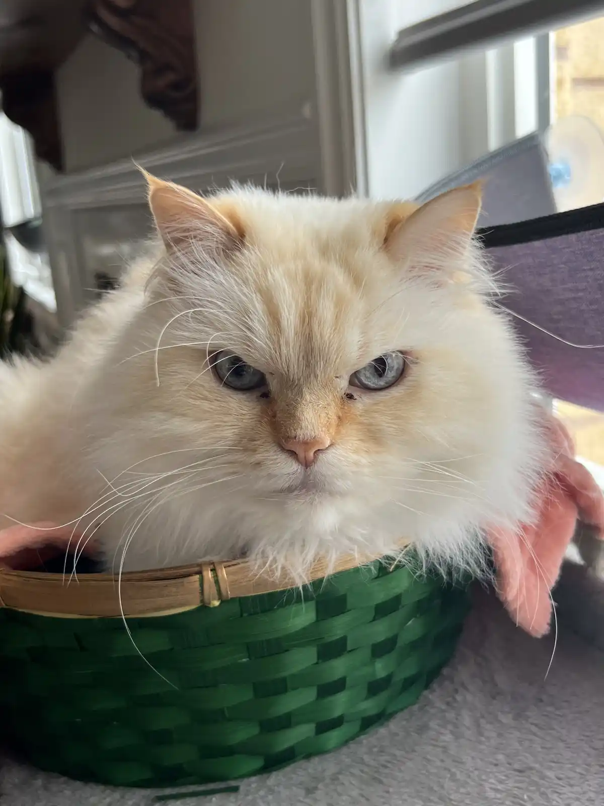 A fluffy, cream-colored cat with blue eyes sits in a green woven basket, looking directly at the camera with a stern…
