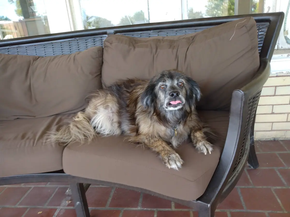 A scruffy, long-haired dog with a mix of brown, black, and white fur is lounging comfortably on a brown cushioned outdoor…