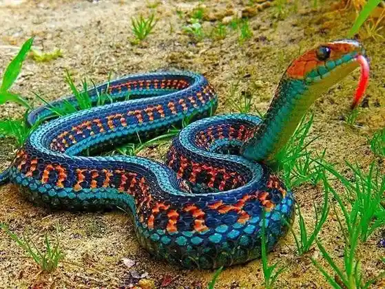 Vibrant Neon Blue Garter Snake: Nature's Artwork