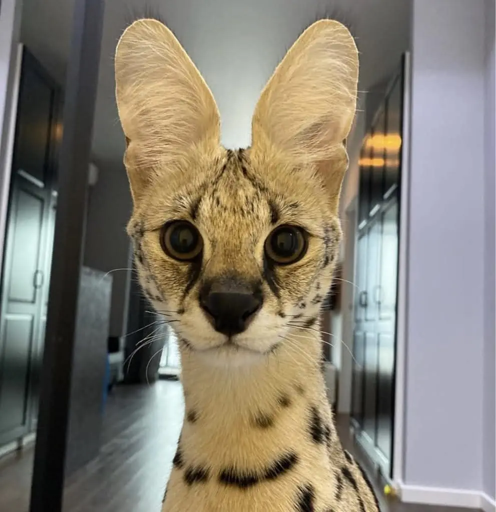 A close-up photo of a serval cat with large, pointed ears, wide eyes, and spotted fur, staring directly at the camera in a…