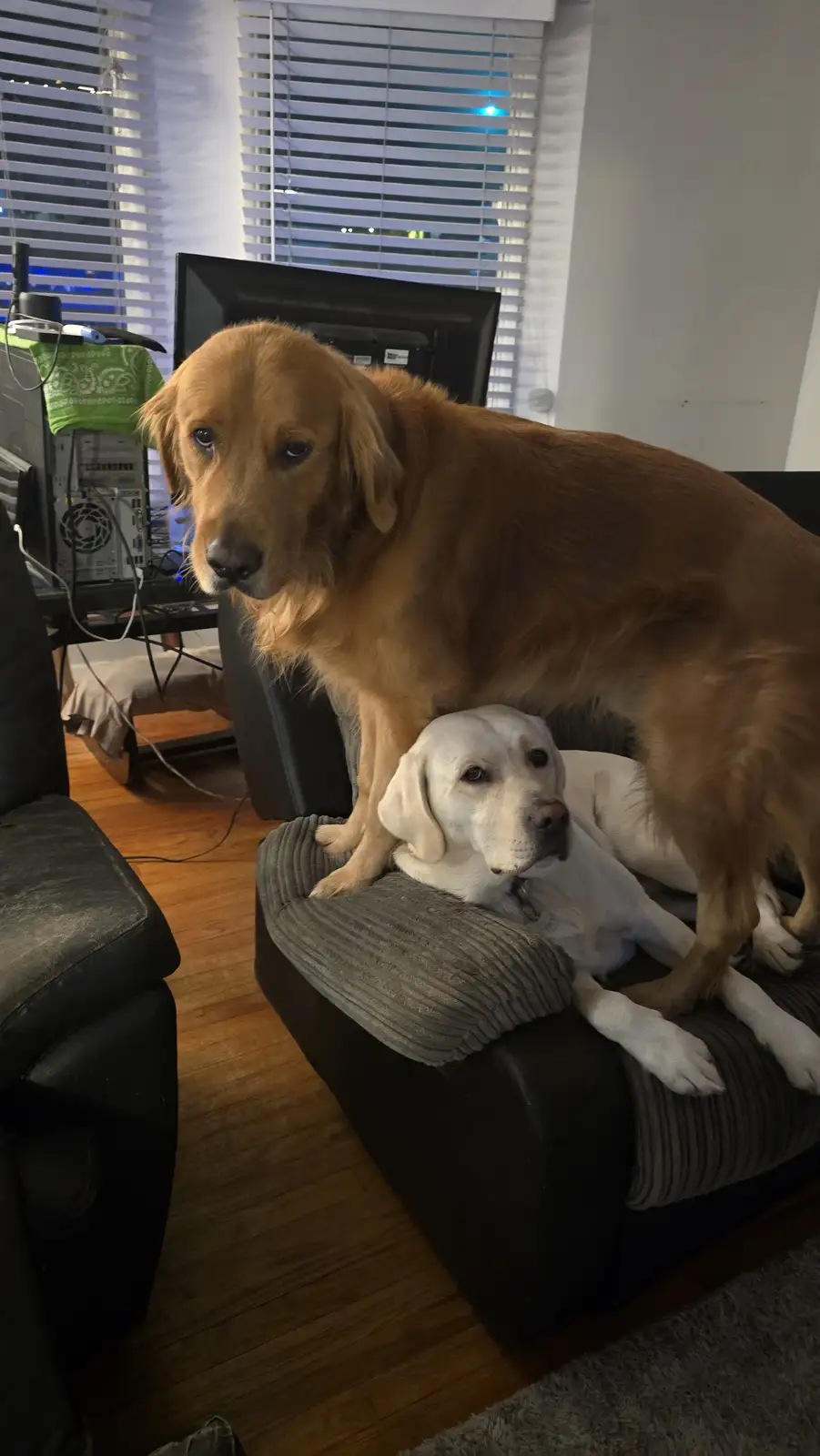 The dynamic duo: Shadow and Chance in action!