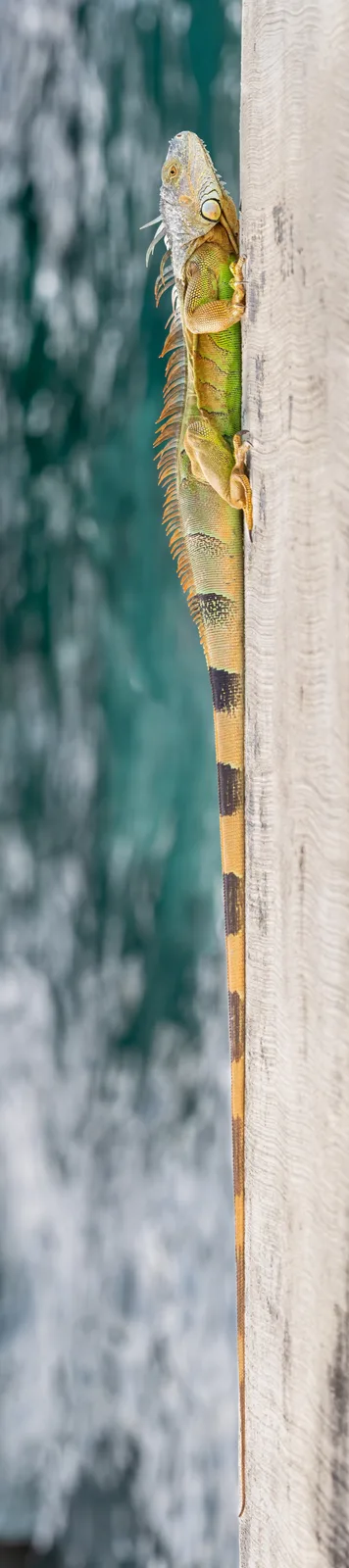 A green iguana is clinging vertically to a light-colored textured wall, with a blurred turquoise water background. The…