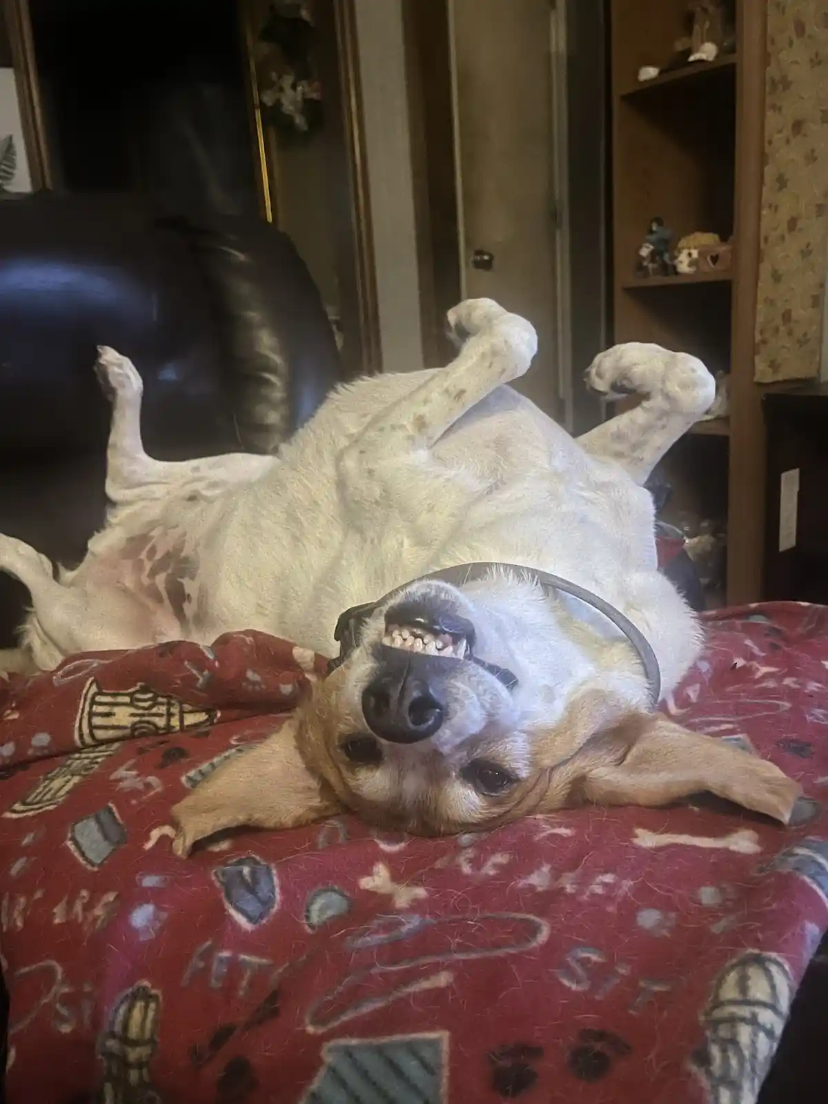 A light-colored dog with brown markings lies on its back on a red blanket with dog-themed patterns, exposing its belly and…
