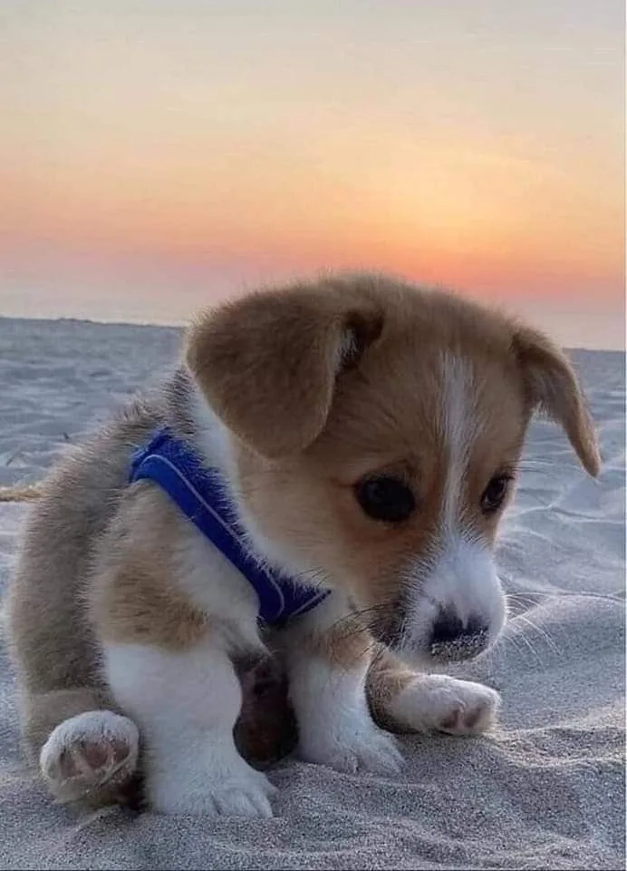 A small, fluffy puppy with tan and white fur and floppy ears sits on sandy beach at sunset, wearing a blue harness. The…