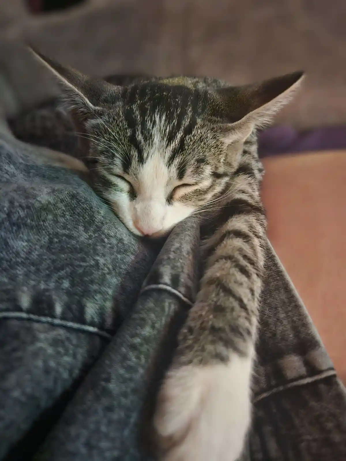 A tabby cat with a white muzzle and paws is sleeping peacefully with its eyes closed, nestled against a person's gray…