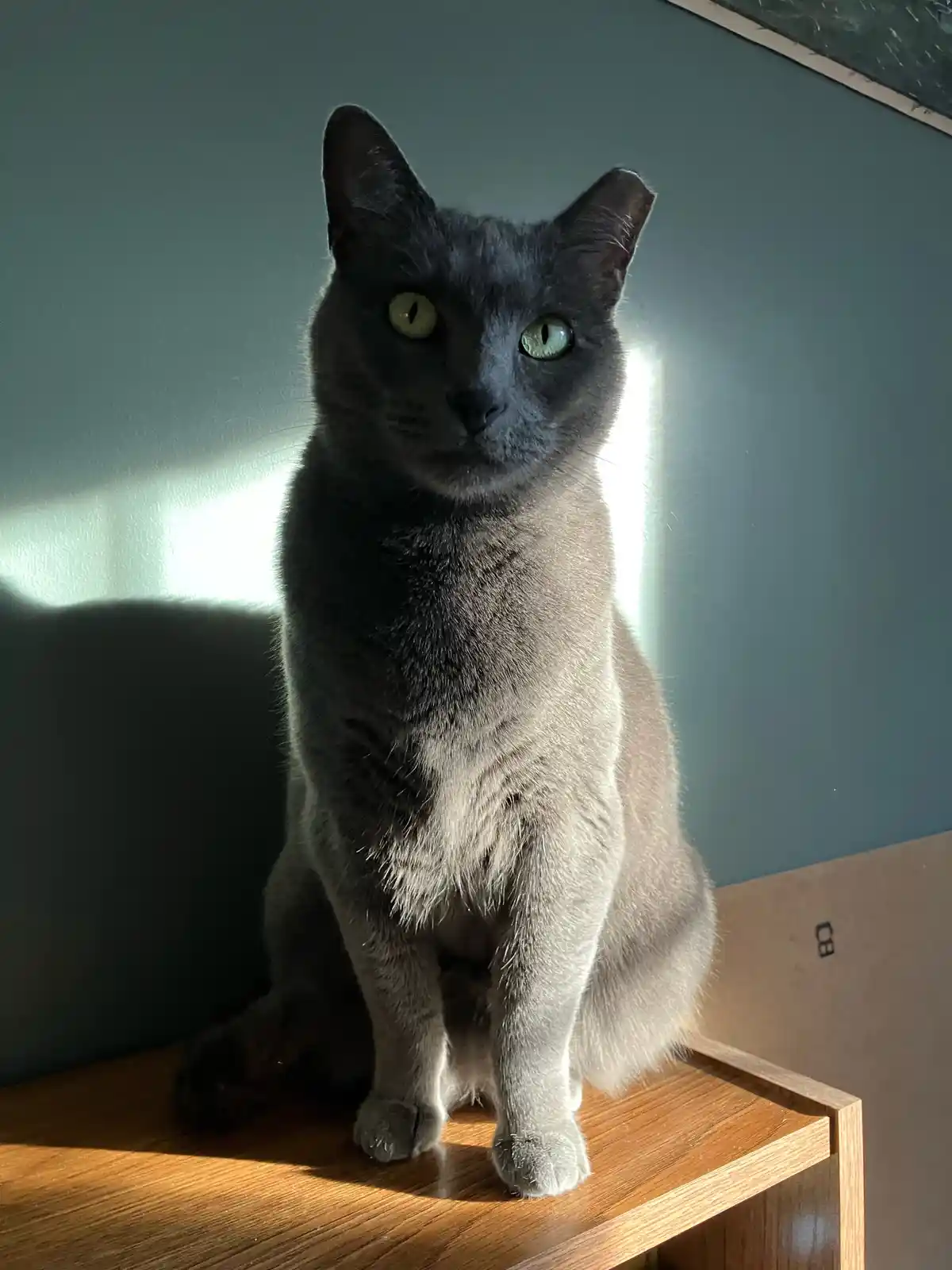 A gray cat with striking green eyes sits upright on a wooden surface, looking directly at the camera with a serious…