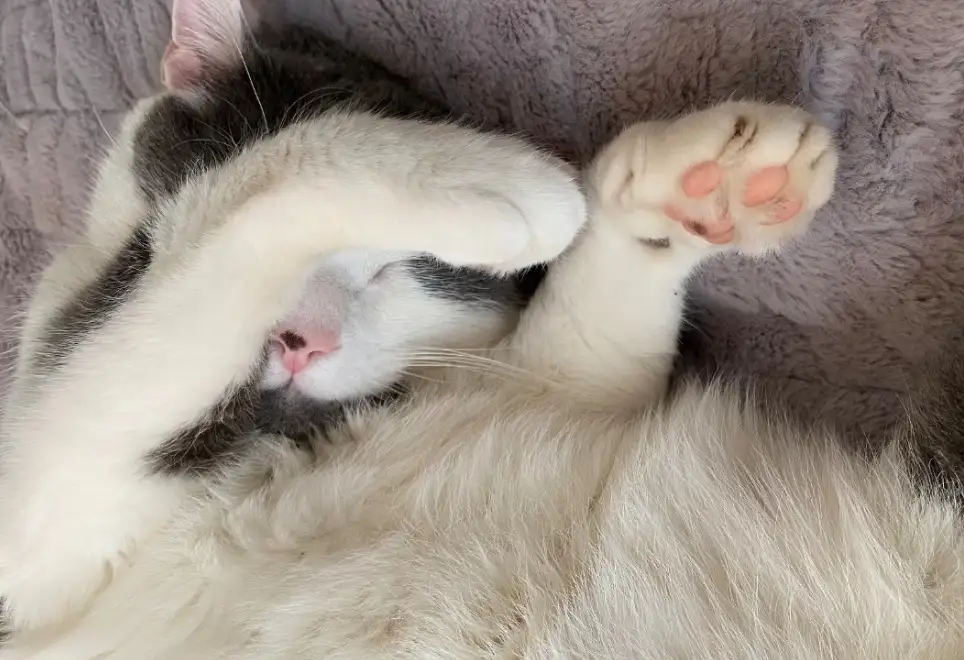 a fluffy white and gray cat is sleeping on a soft purple blanket, using its front paw to cover its eyes like a human…