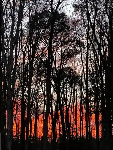 A photograph shows the silhouette of bare trees against a vibrant orange and red sky, suggesting a dramatic sunset or…