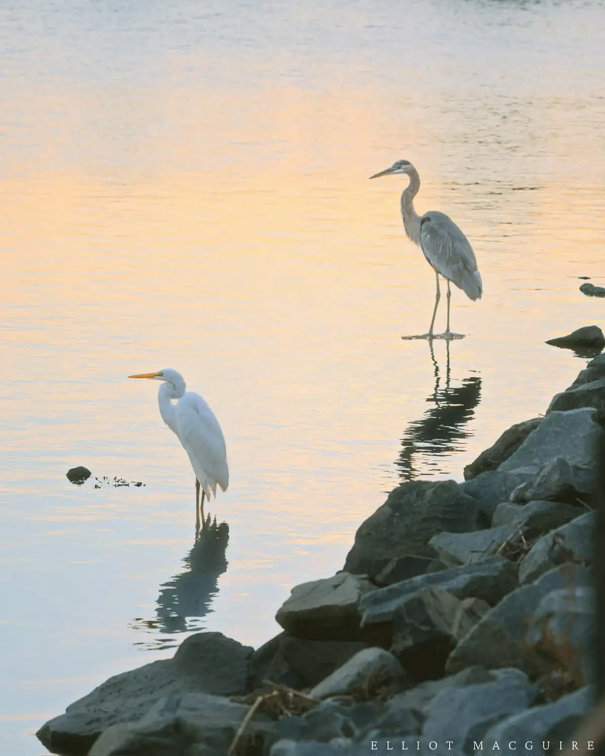 Two herons, one white and one grey, stand in shallow water near rocks at sunset. The white heron faces the grey heron, which…