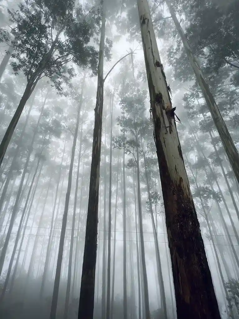 A low-angle photo of tall, slender trees with peeling bark, likely eucalyptus, rising through thick fog in a forest. The…