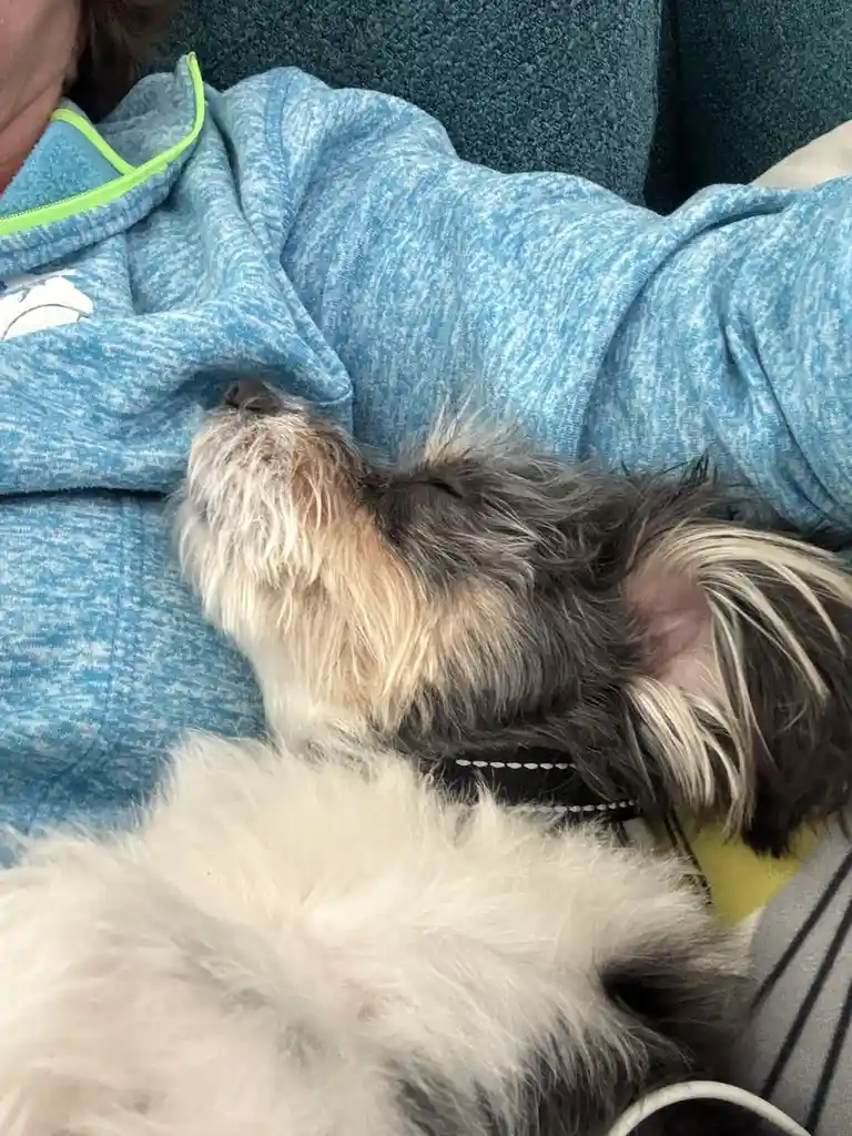 A small, fluffy dog with black, white, and tan fur is sleeping soundly with its eyes closed, nestled against a person…