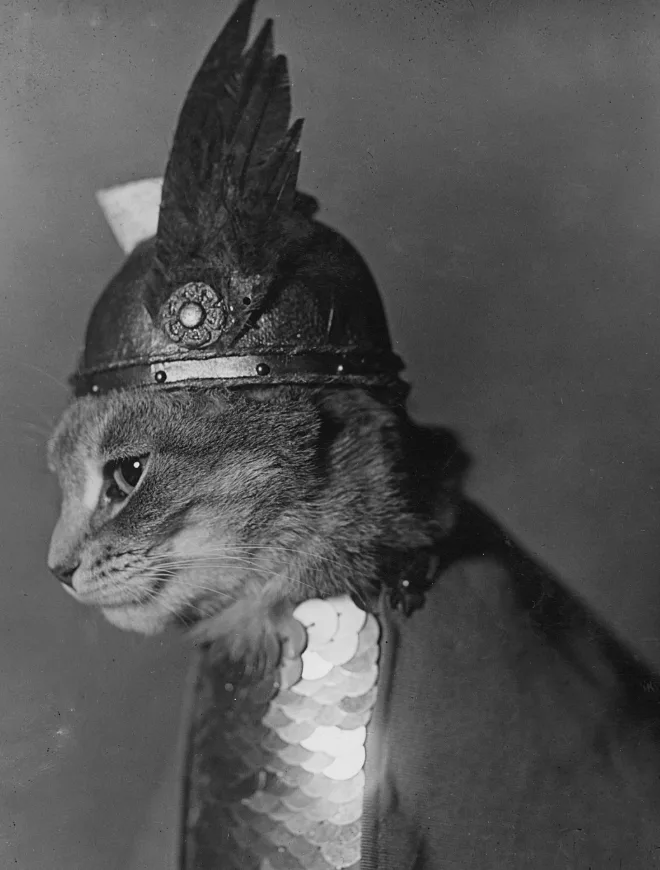 A black-and-white photograph of a cat wearing a feathered helmet and a sequined cape, looking off to the side with a serious…