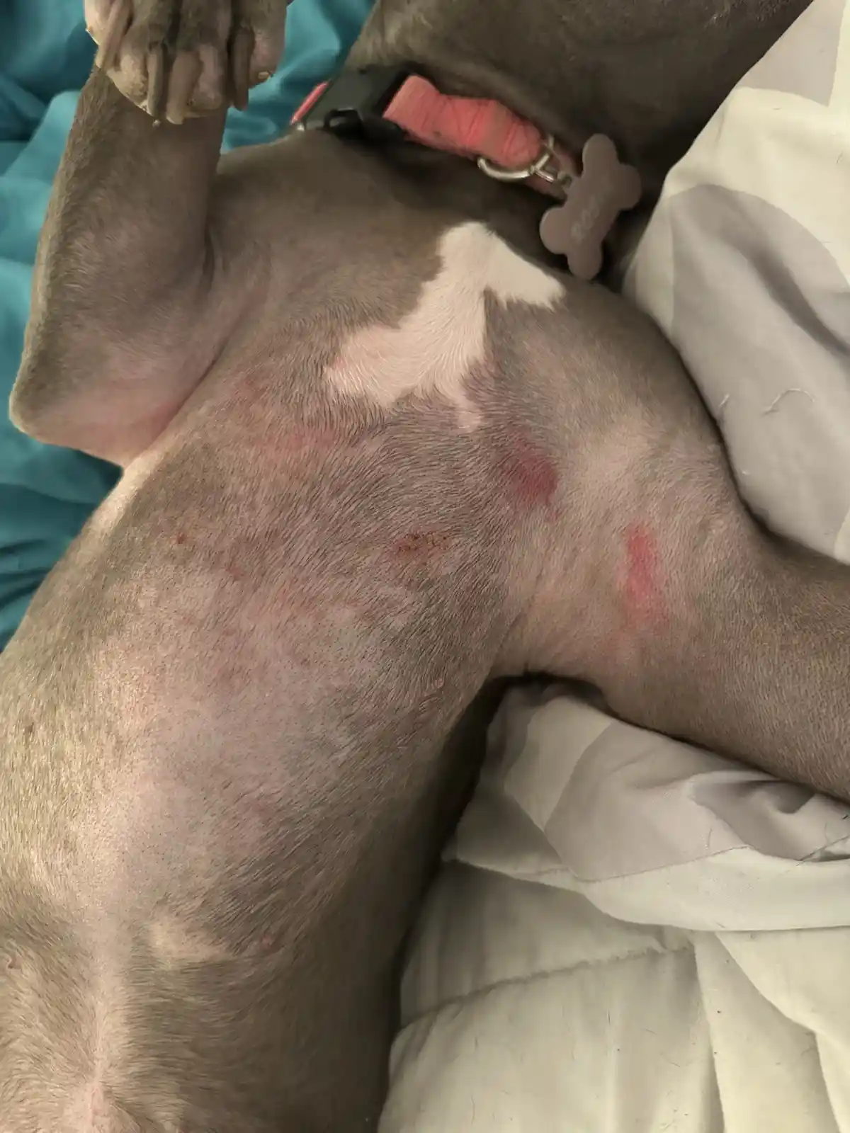 A close-up photo shows a grey dog with a pink collar and a bone-shaped tag that reads 'rosie', lying on a bed with white and…