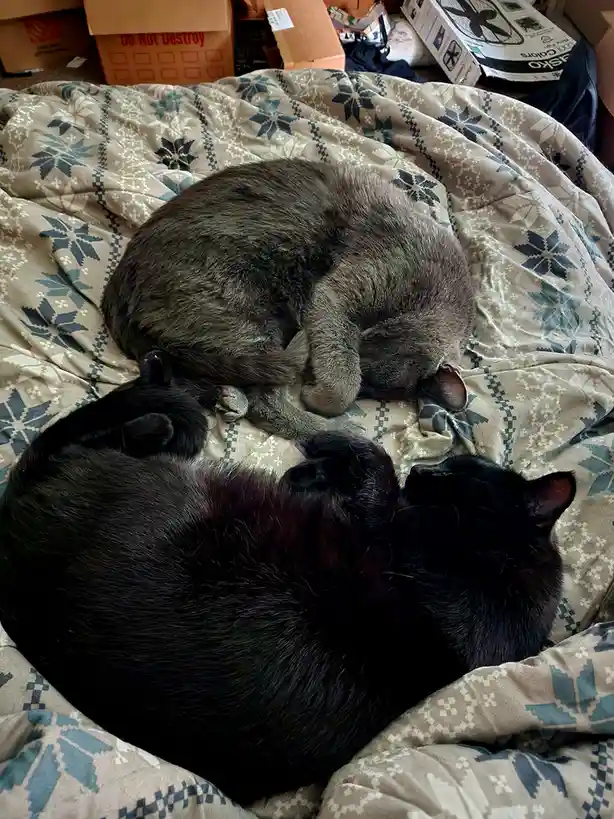 Two cats, one gray and one black, are curled up sleeping on a patterned blanket. The gray cat is positioned above the black…
