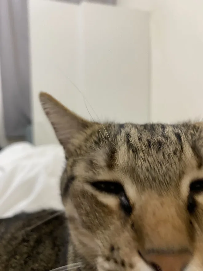 A close-up photo of a tabby cat with half-closed eyes and a relaxed expression, looking slightly sleepy or uninterested. The…