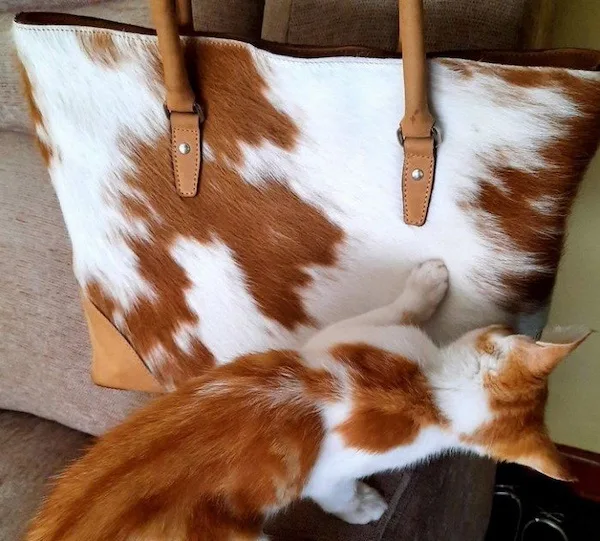 A ginger and white cat is lying on a couch, pawing at a large tote bag with a brown and white cowhide pattern. The cat looks…