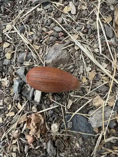 A close-up photo shows a single, smooth, brown, oval-shaped seed or nut resting on a bed of dry grass, small rocks, and wood…
