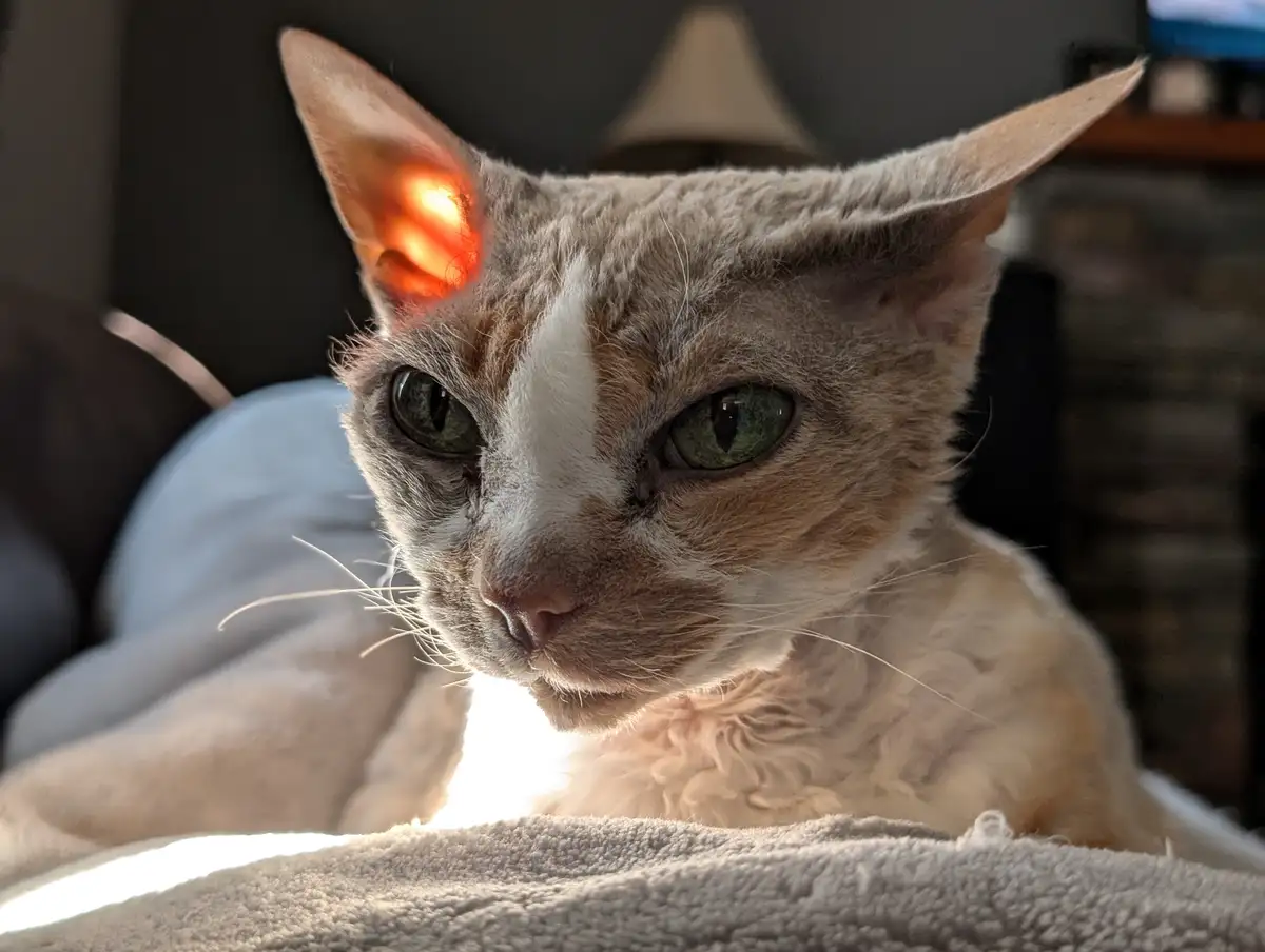 Cornish Rex Ears Glimmering in the Sunlight
