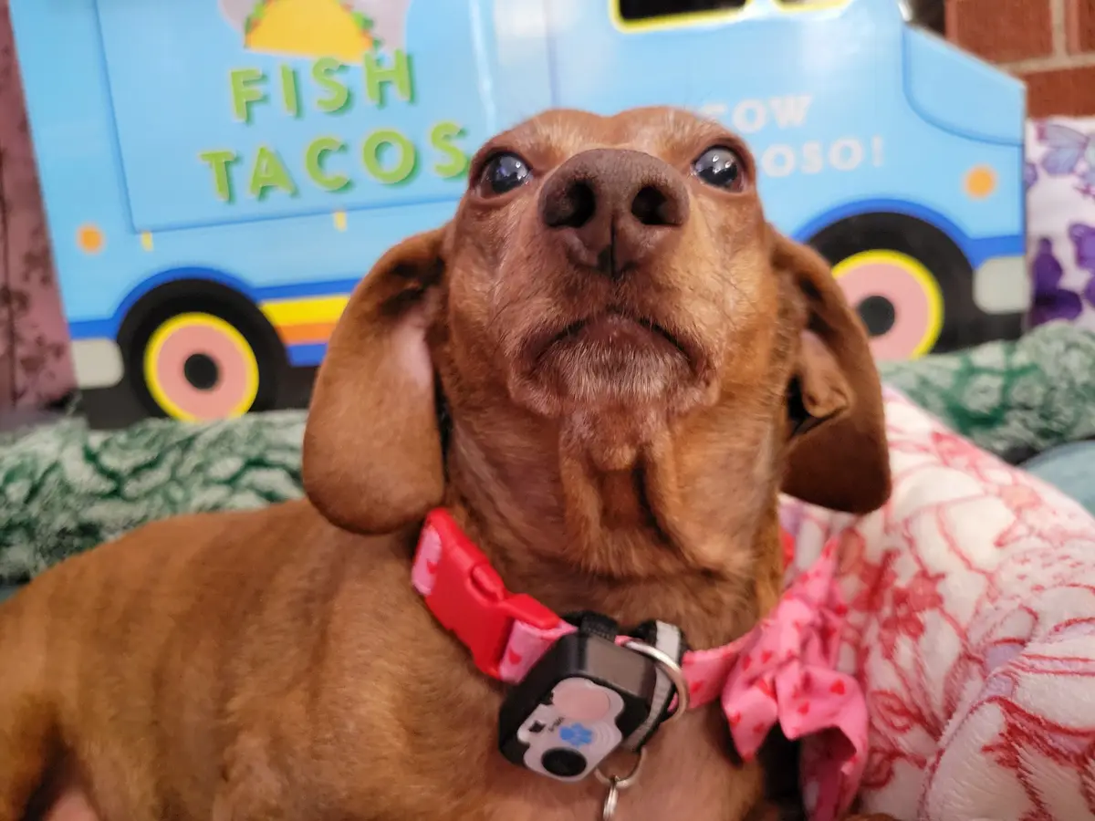 A close-up of a brown dachshund with large, upward-looking eyes and a slightly open mouth, wearing a pink heart-patterned…