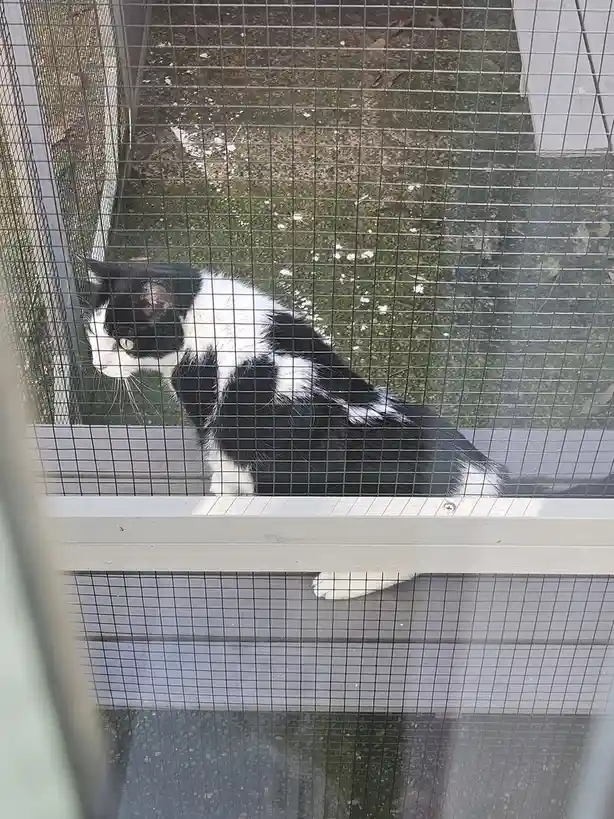 A black and white cat sits outside a screened window, looking in with a serious expression. The cat's fur is black and…