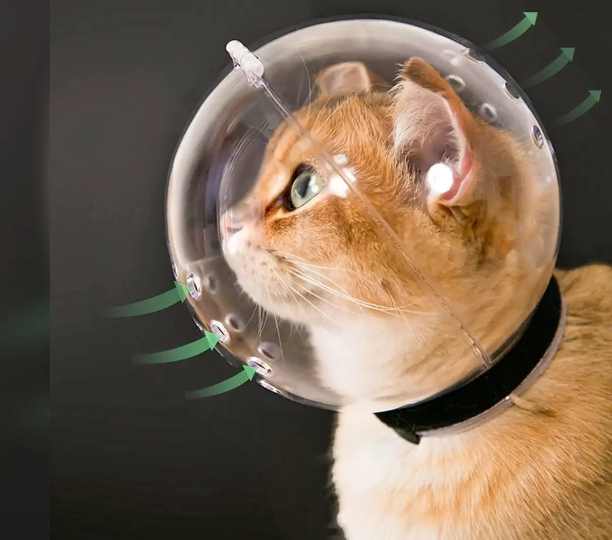 A ginger and white cat wears a transparent, spherical cone collar resembling a space helmet, with green arrows indicating…