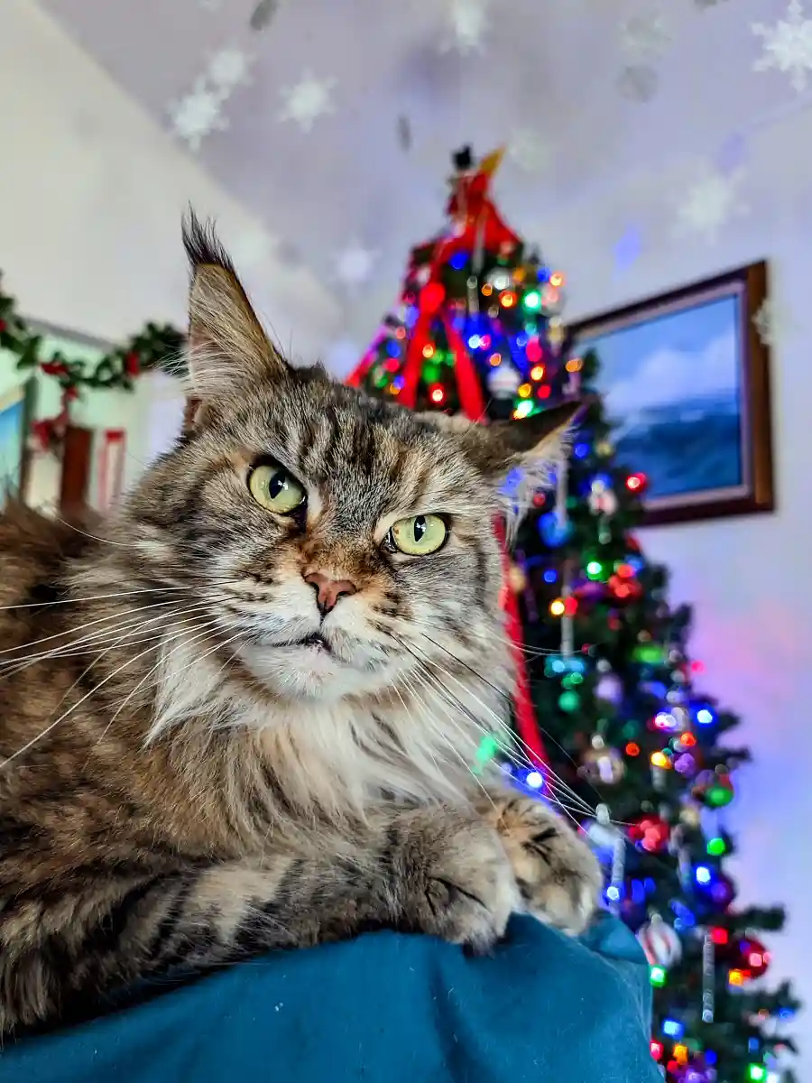 A fluffy tabby cat with wide, unimpressed green eyes stares directly at the camera, sitting on a blue surface. Behind it, a…