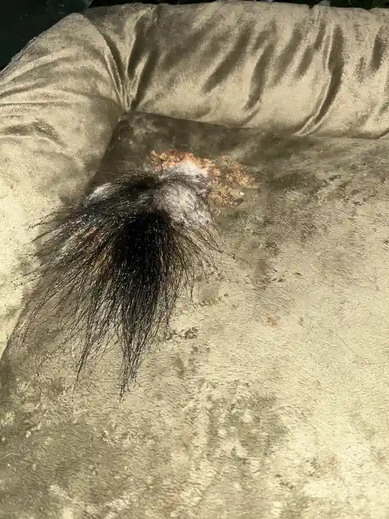 A close-up photo shows a clump of dark, matted dog fur stuck to a light-colored, textured fabric surface, likely a pet bed…