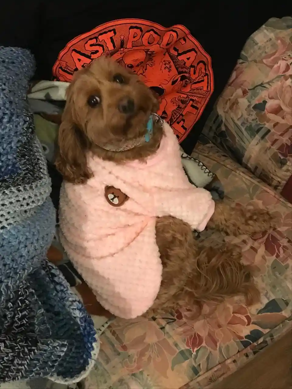Come on Acorns, Let's Do It for Noodle!