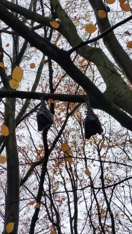 Two black plastic bags are hanging from tree branches against a backdrop of bare trees with scattered yellow leaves and an…