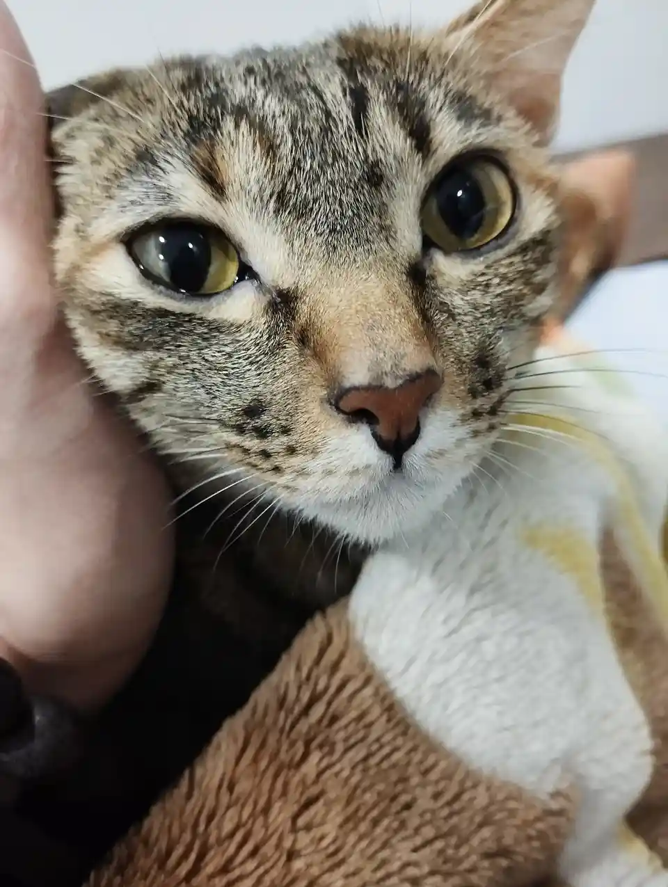 A close-up photo shows a tabby cat with wide, startled-looking yellow eyes staring directly at the camera while being held…