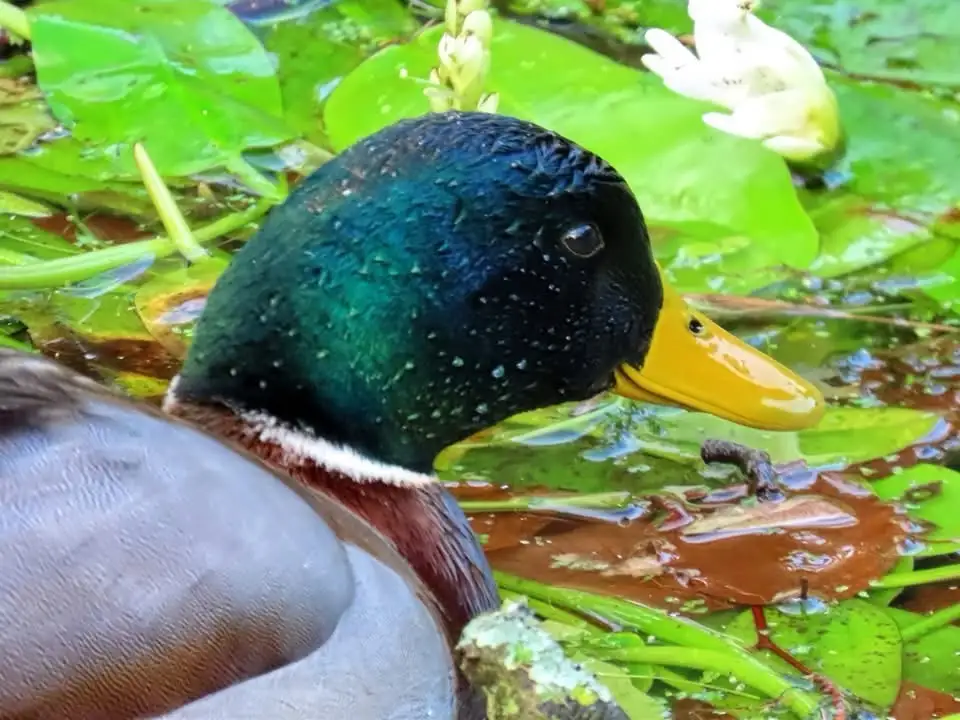 The Charming Mallard