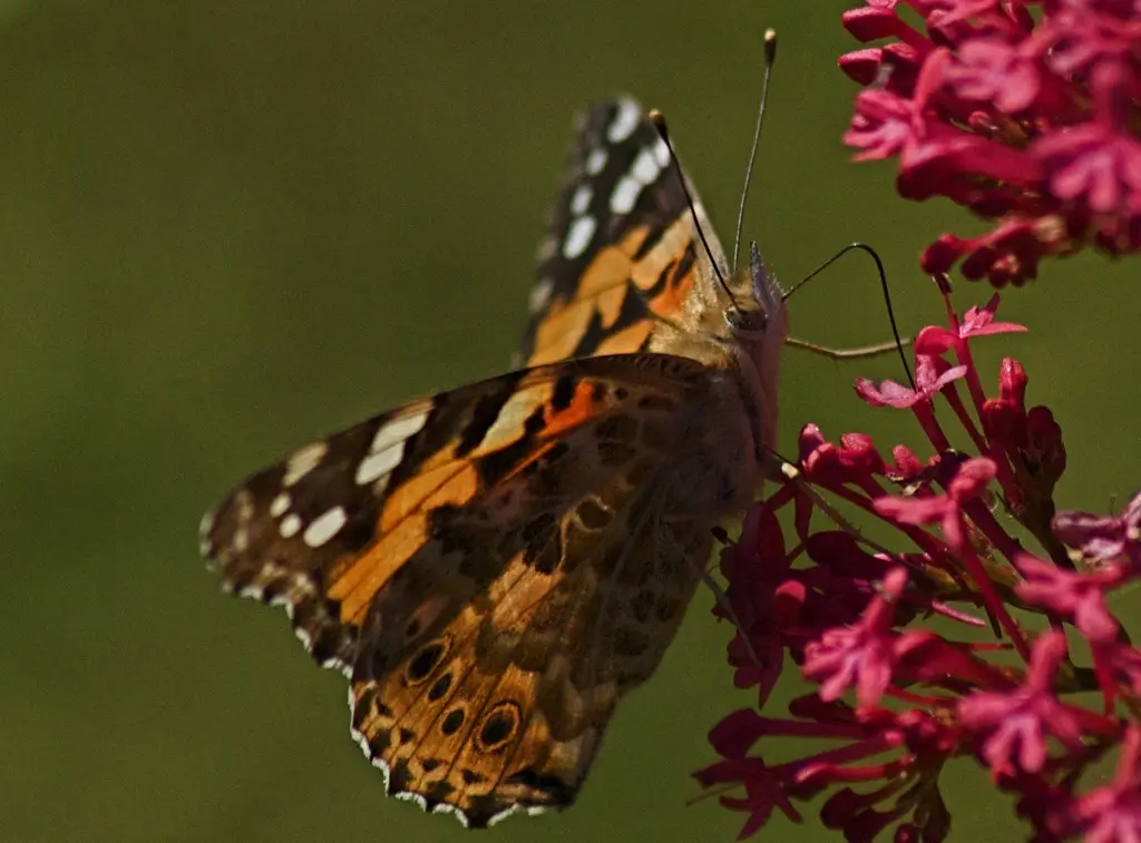 A close-up photograph shows a butterfly with orange, black, and white patterned wings perched on a cluster of bright pink…