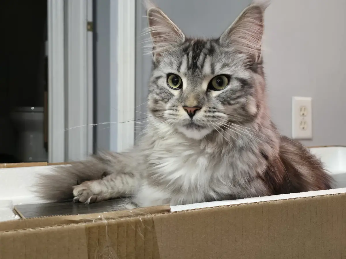 A fluffy gray tabby cat with green eyes sits inside a cardboard box lined with white foam, looking directly at the camera…
