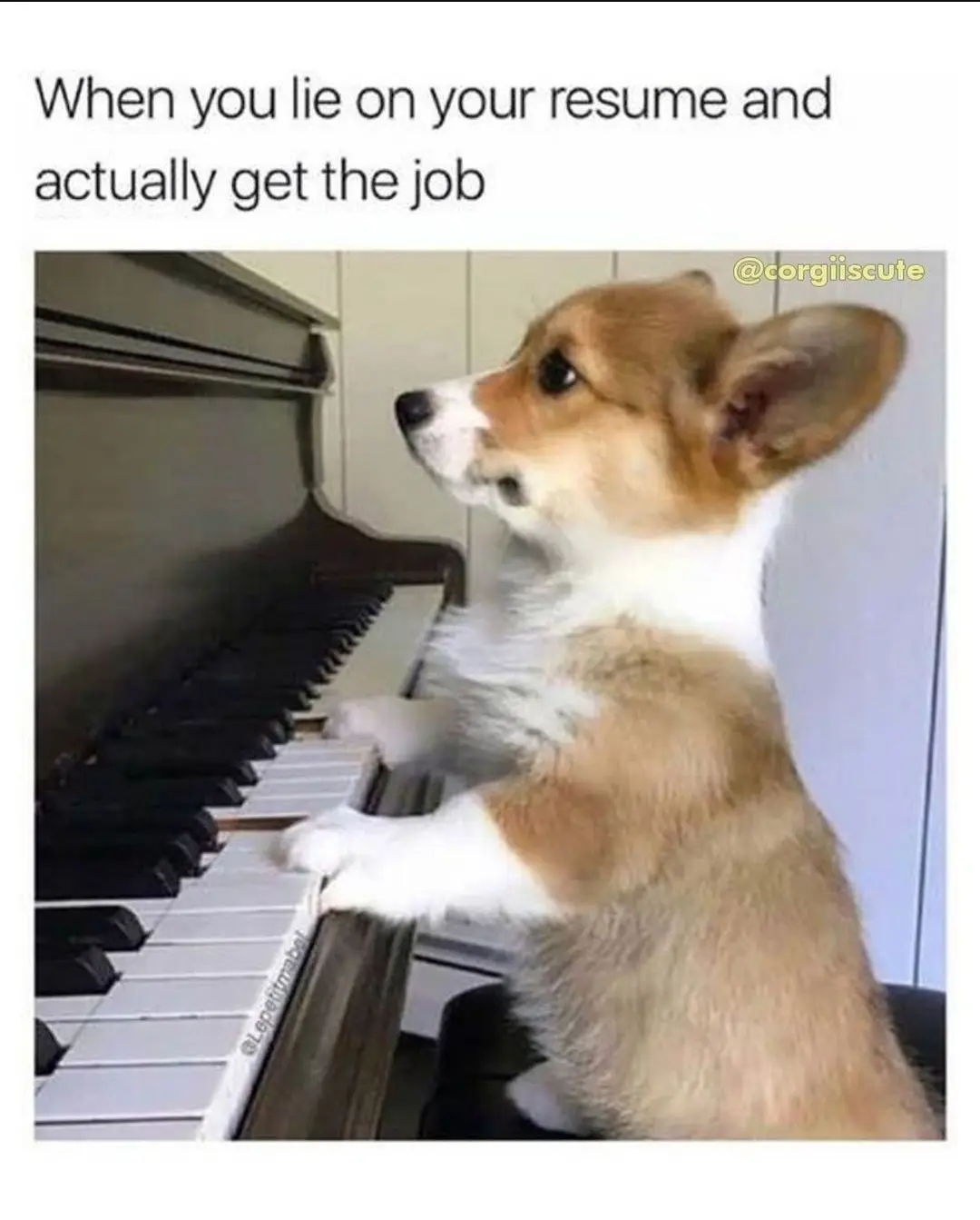 A small corgi puppy is standing on its hind legs at a piano, pressing keys with its front paws. The puppy has a focused…