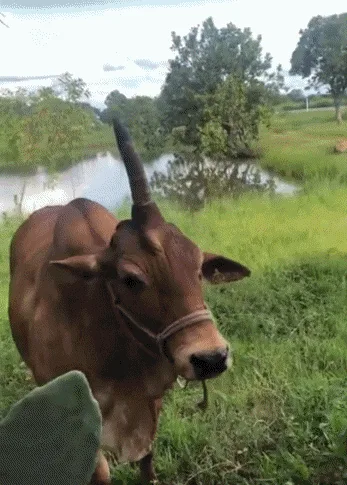 A brown cow with a halter stands in a grassy field near water and trees, shown in six sequential frames. The cow's head…
