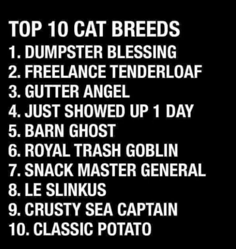 A black background displays a list titled 'TOP 10 CAT BREEDS' with ten humorous, self-deprecating names for stray or feral…