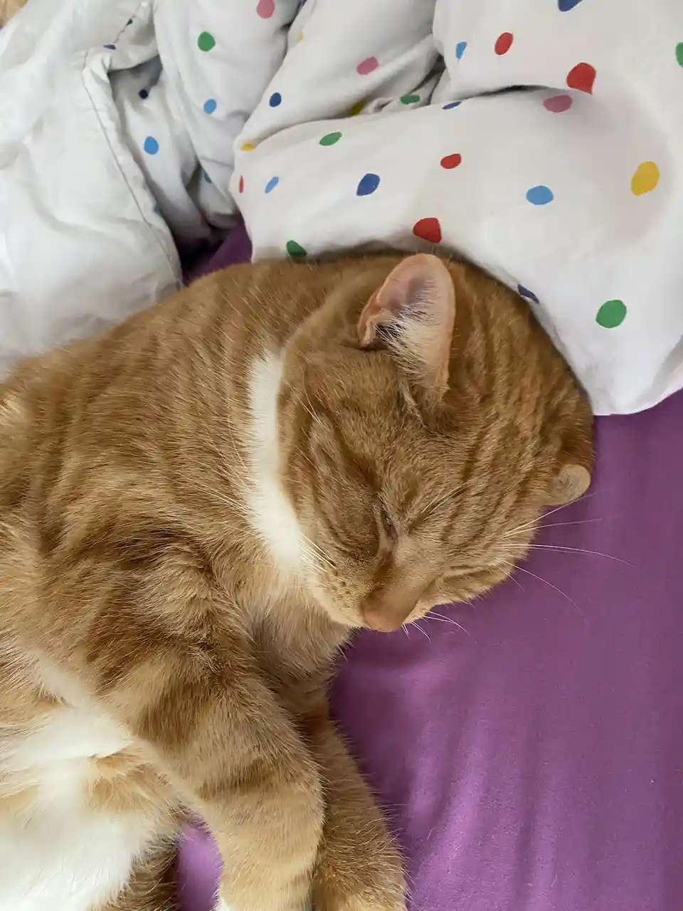 Biscuit's daily dose of cuteness!