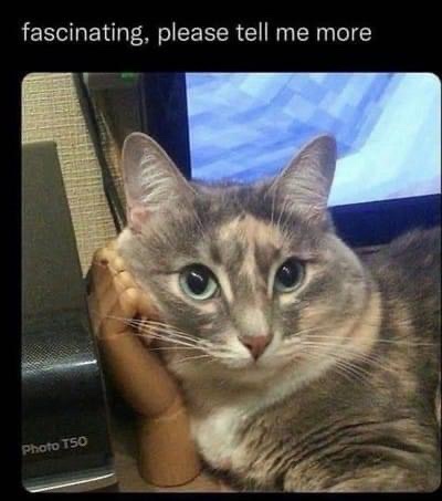 A close-up photo of a gray tabby cat with large, wide eyes looking directly at the camera, resting its head on a small…