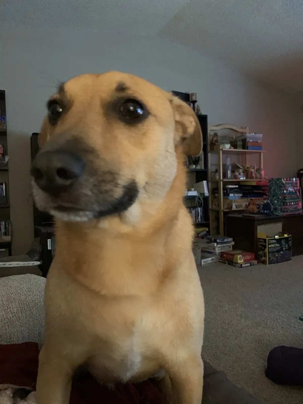 A close-up photo of a tan dog sitting upright, looking directly at the camera with large, expressive eyes. The background…