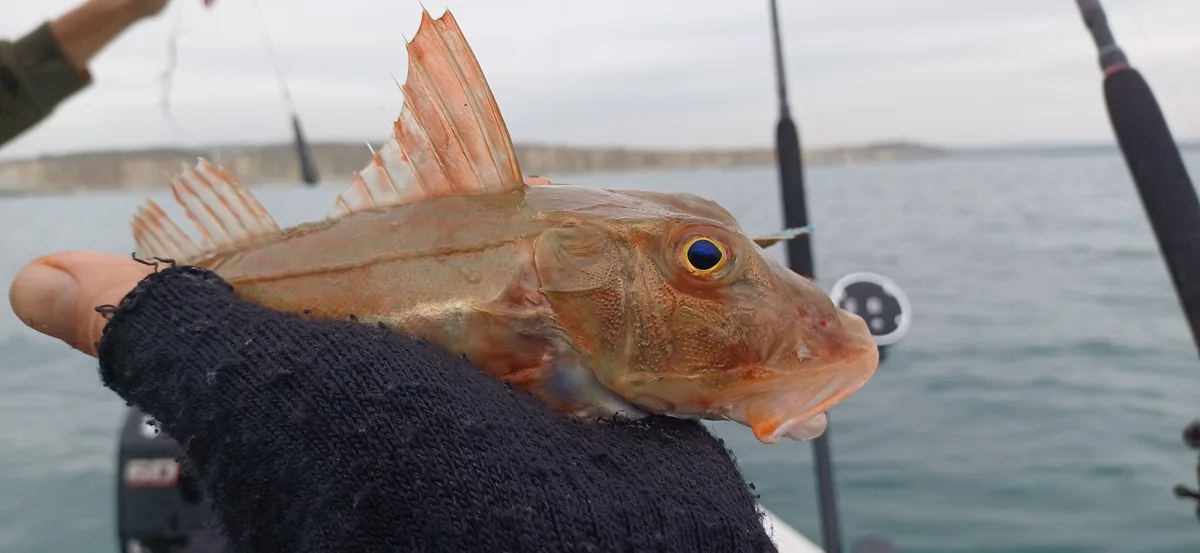 A close-up photo shows a person wearing a black knitted glove holding a reddish-brown fish with large, prominent spiky fins…