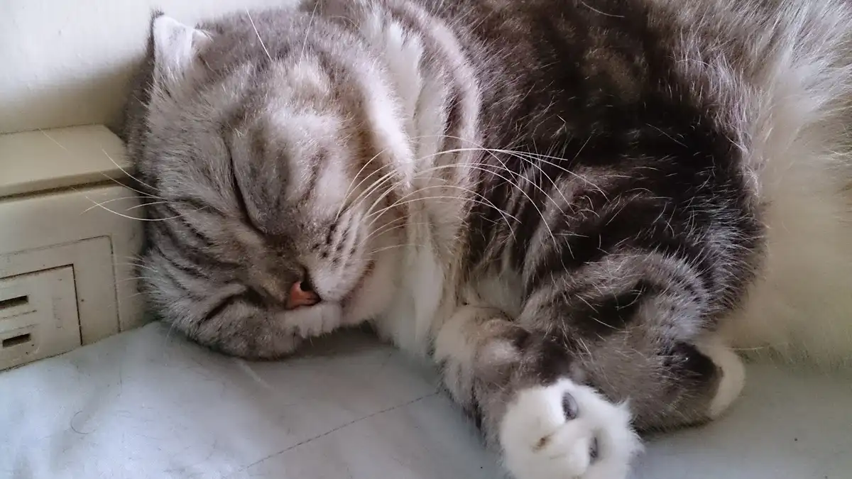a gray and white tabby cat is curled up sleeping on a white surface next to a beige electrical outlet, with its eyes closed…