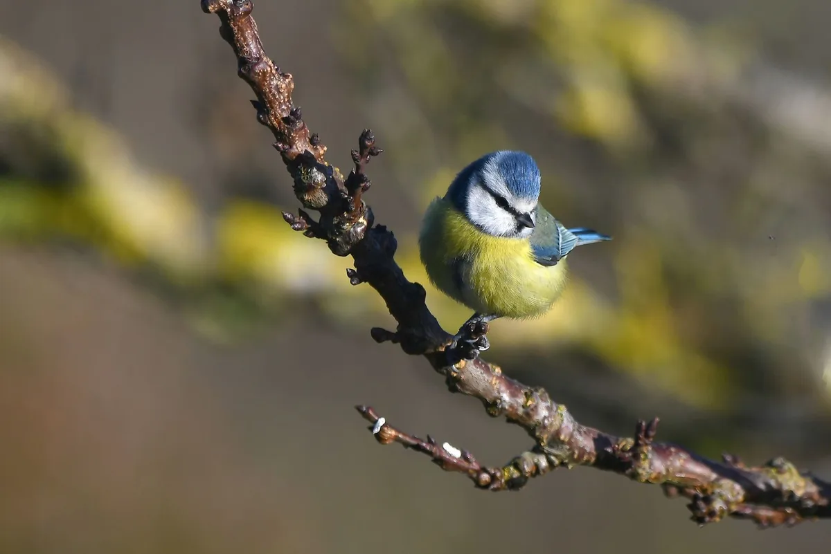 A small blue and yellow bird, likely a blue tit, perches on a bare, textured branch with a blurred natural background. The…