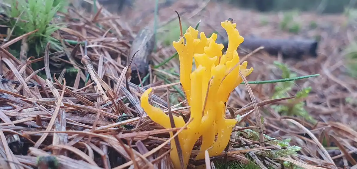 A bright yellow, crown-shaped fungus grows among brown pine needles and green moss in a forest. The overlaid text reads 'i…