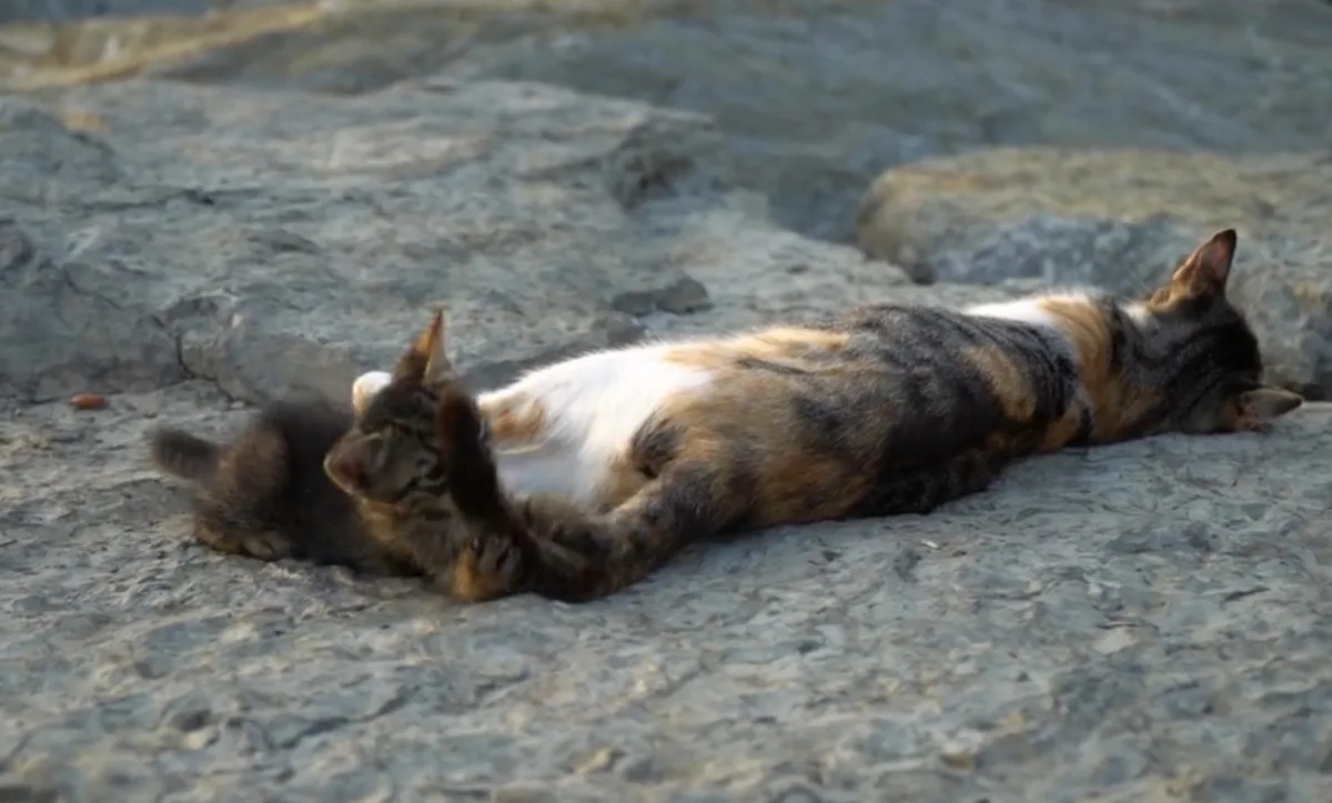 A calico cat lies on its back on a rocky surface, exposing its belly while a small tabby kitten playfully paws at its face…