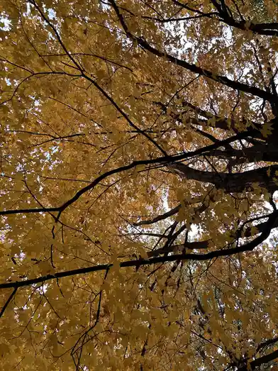 A low-angle photo looking up through the branches of a tree filled with golden-yellow autumn leaves against a pale sky. The…