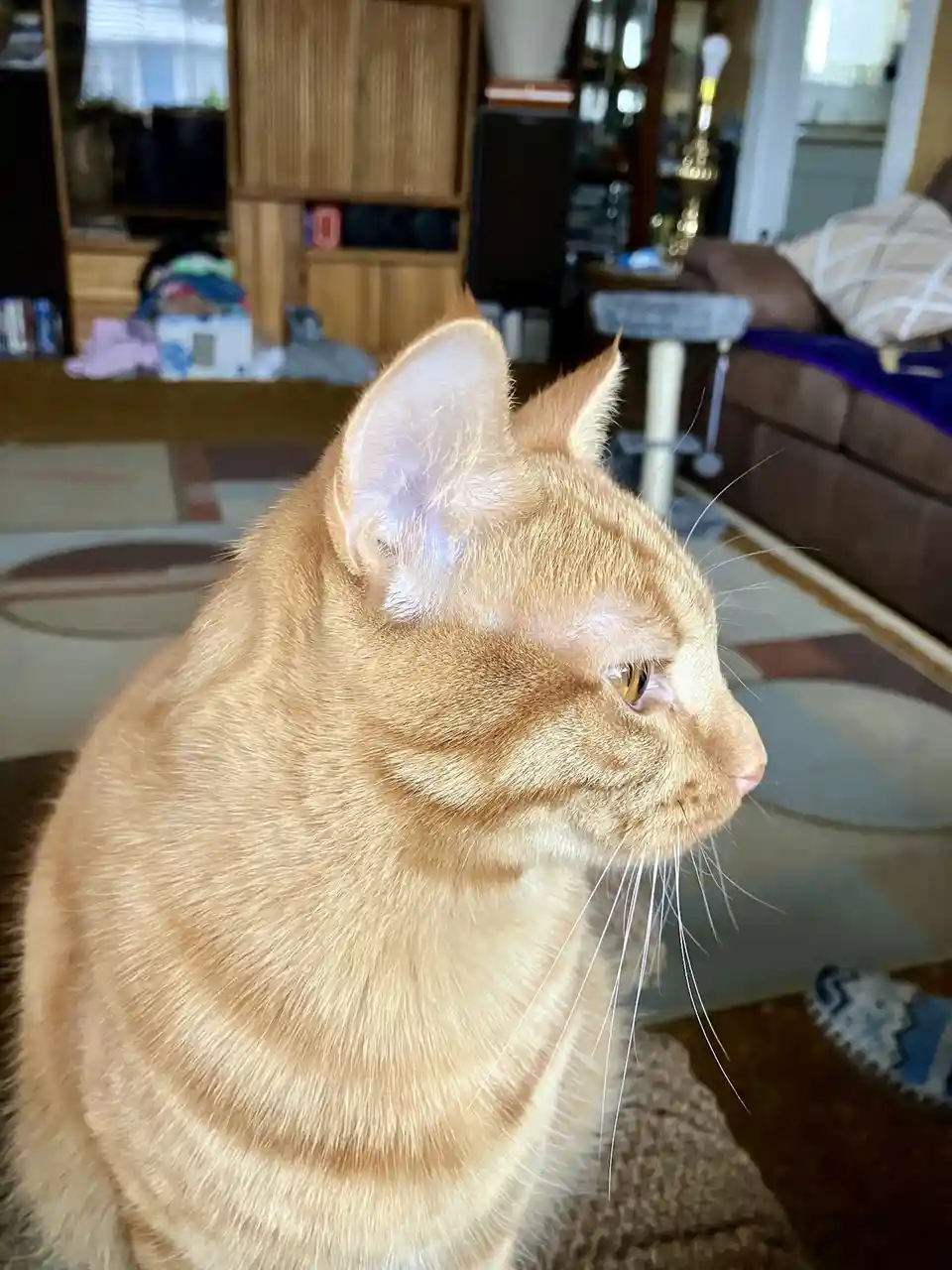 A close-up of an orange tabby cat sitting indoors, looking off to the side with a calm, slightly unimpressed expression. The…