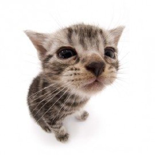 A small tabby kitten with wide, expressive eyes looks upward with a slightly open mouth, appearing innocent or pleading…